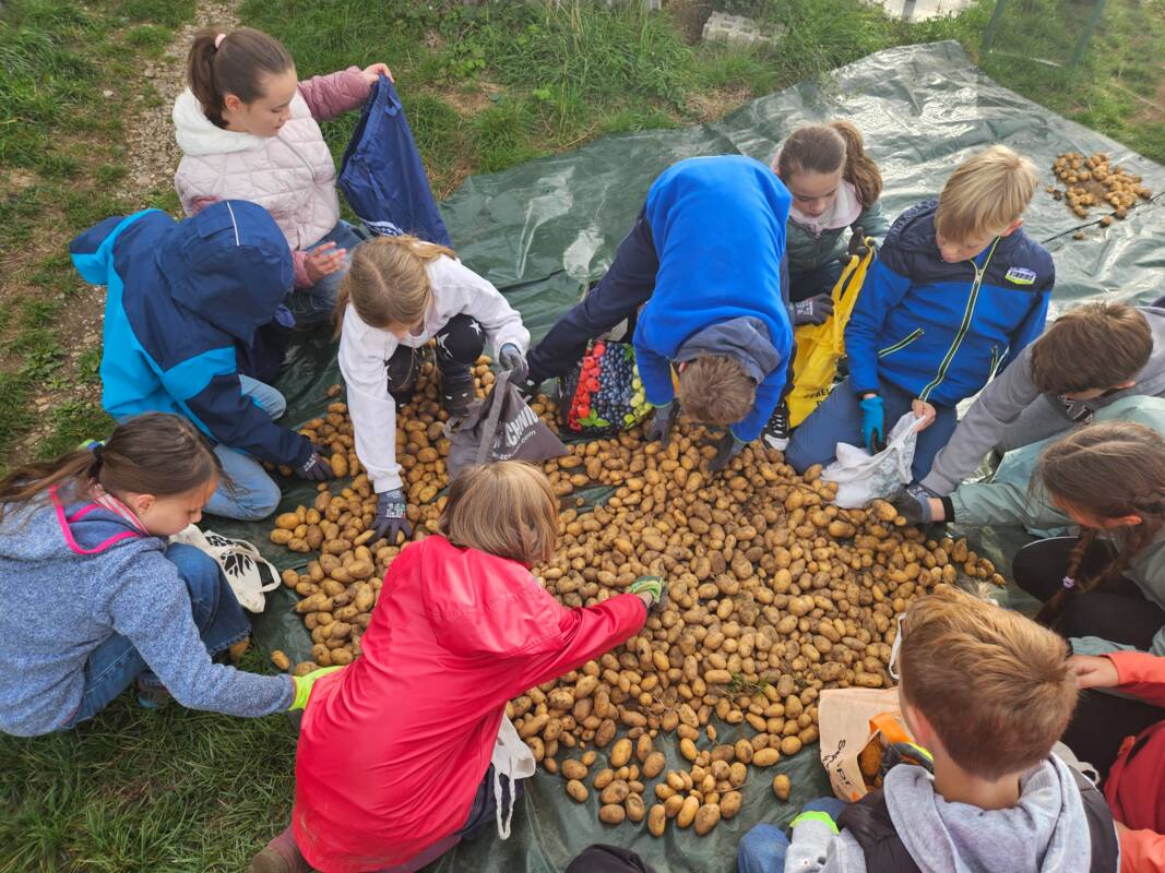 Kartoffelernte - Bild 5